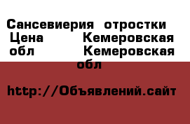 Сансевиерия  отростки › Цена ­ 50 - Кемеровская обл.  »    . Кемеровская обл.